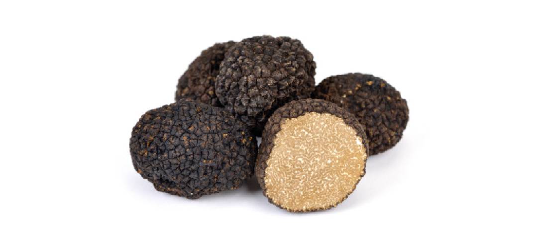 Il tartufo da Plinio a Giovenale, fino a olio Febo