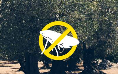 Febo Informa 4 Nel Salento passi avanti contro la Xylella