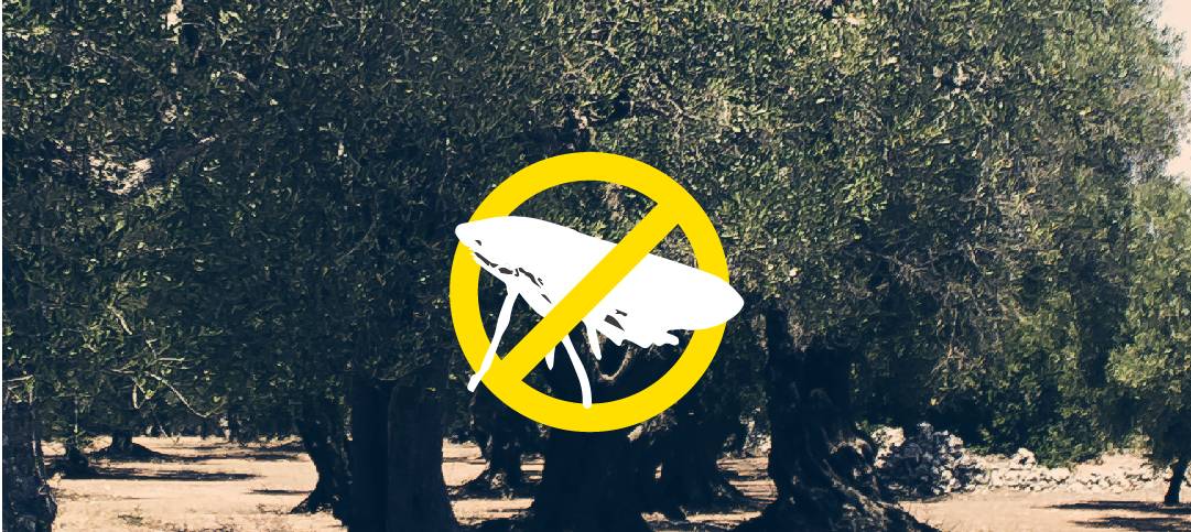Nel Salento passi avanti contro la Xylella