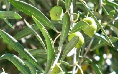 Picholine, l’oliva da cocktail che fa l’olio intenso