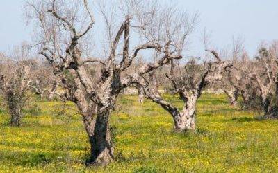 Febo Informa 4 Xylella, respinto il ricorso del Codacons