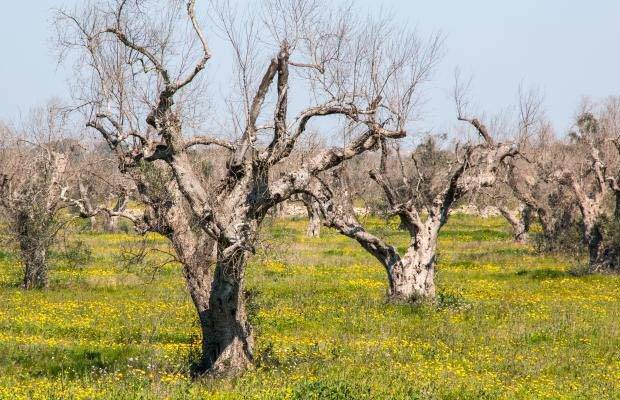 Xylella, respinto il ricorso del Codacons