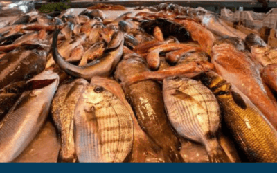 Febo Informa 5 Comprare il pesce di stagione