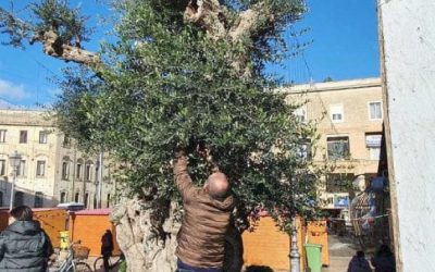 Febo Informa 9 Lotta xylella: Vivi innesti su ulivo millenario