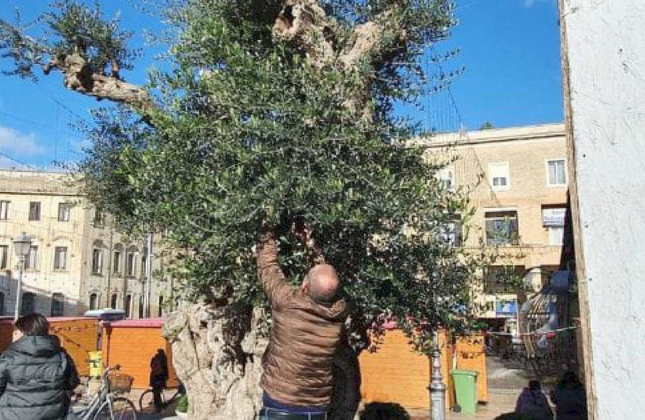 Lotta xylella: Vivi innesti su ulivo millenario