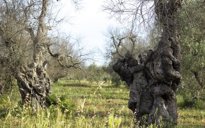 Febo Informa 8 Xylella: basta con la disinformazione