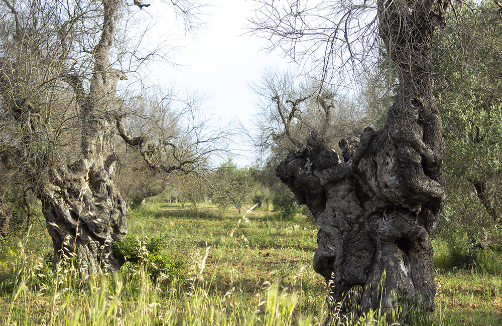 Xylella: basta con la disinformazione