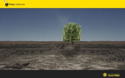 Le fide dell’olivicoltura oggi